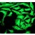 Cytokeratin 18 Antibody [NB100-79923] - Immunofluorescent staining of HeLa cells using Cytokeratin 18 Antibody.